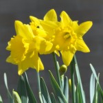 Daffodils_Closeup_2014